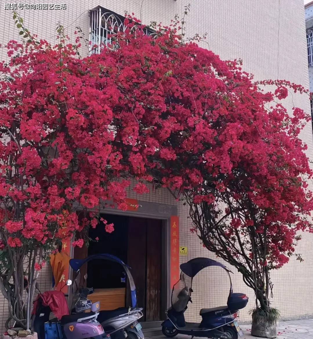 深圳市花三角梅,给点温度就生长,3年时间,开成"花瀑布"