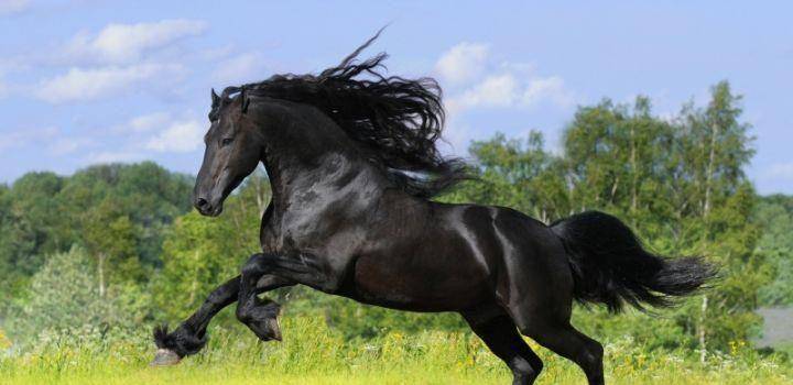 原创赤兔这样的三国名马随便一匹都相当于顶级豪车