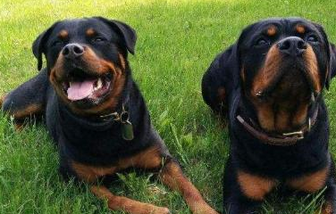 罗威纳是美国最知名的五个犬种之一.