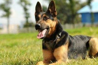 我国公安部昆明警犬基地培育的犬种,它一共有狼青,草黄,黑背三种颜色