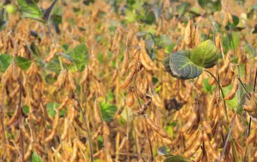 原创中美大豆战争四大粮商合伙企图做空中国不料却兵败中储粮