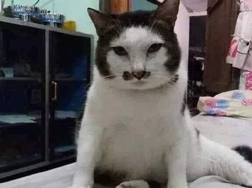 只猫可不是带了面具,人家天生就长这样,想必它上辈子很辛苦,这黑眼圈