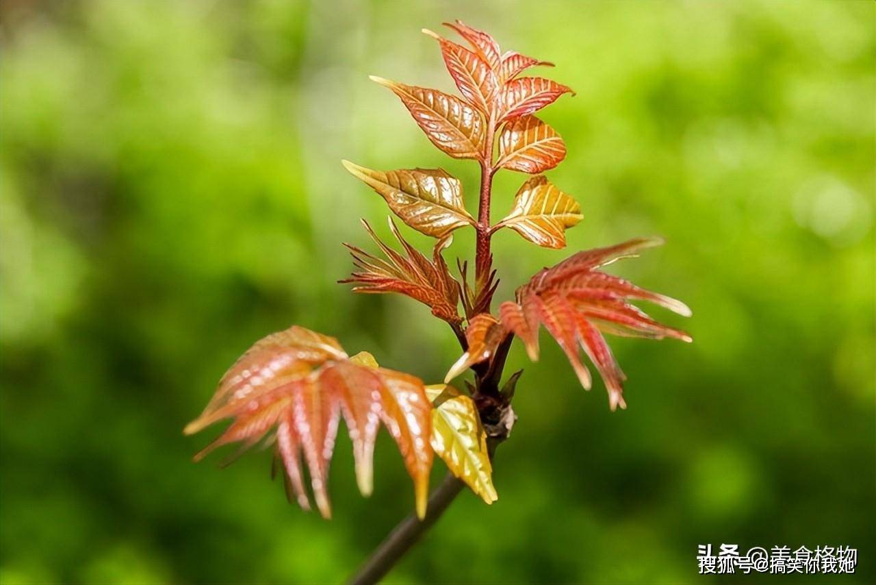 原创春天吃香椿禁忌多牢记1不放2不忘3要吃不懂别乱吃