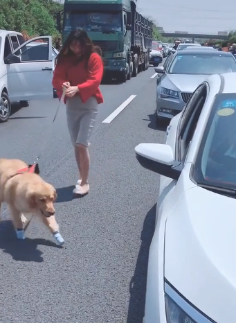原创高速堵车金毛下车却找不到尿尿的地方真是把狗急坏了