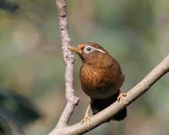 原创从画眉鸟的山龄说它的脾气