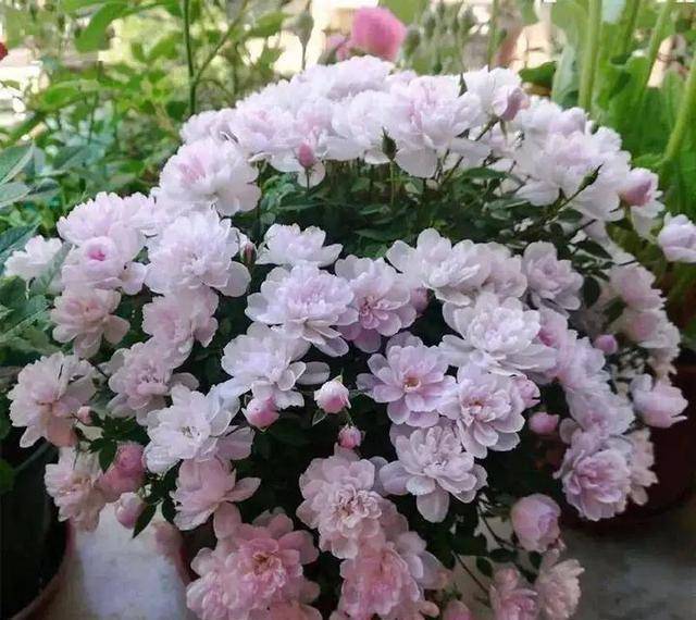 原创4种漂亮花花期长养好了一年四季都开花建议养一盆