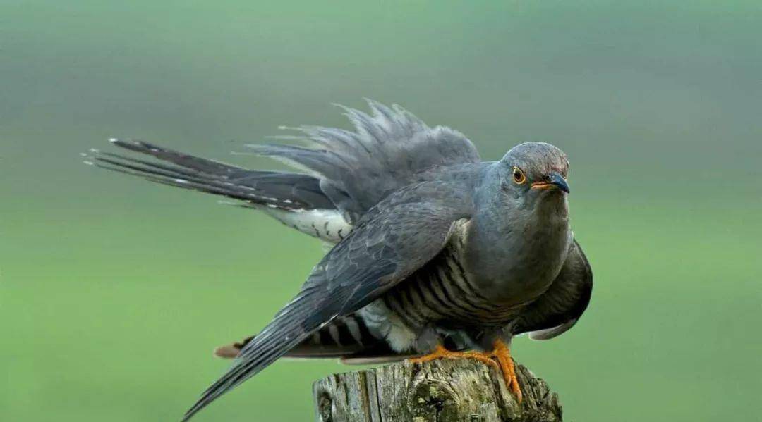 事后将王位传给宰相,死后还化作鸟,终年啼血_杜宇_蜀国_洪水