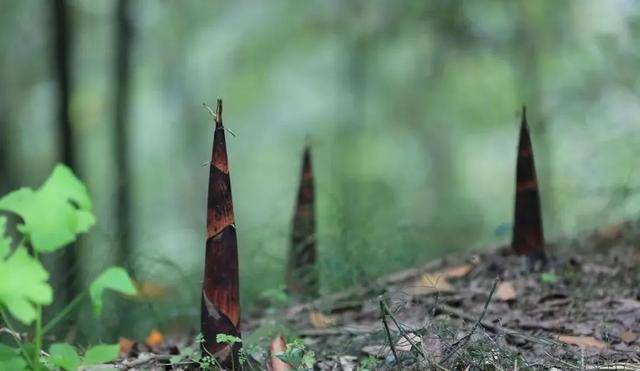 买春笋千万区分粗笋和细笋4招教你轻松买到鲜竹笋