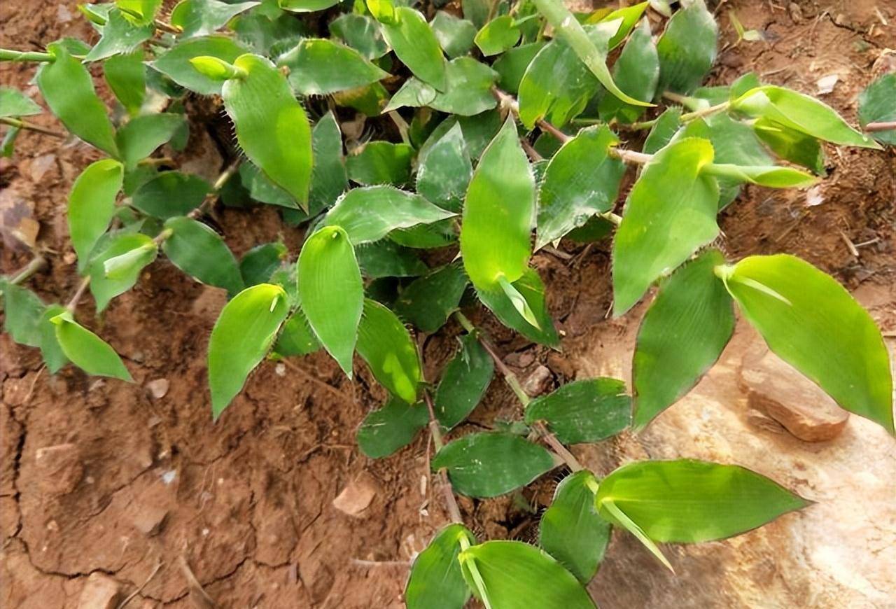 外形像竹叶曾被用来喂猪殊不知那是古代皇家御用的帝王草