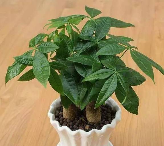 原创春季养护发财树春天给它剪剪头半个月的时间嫩芽就长出来