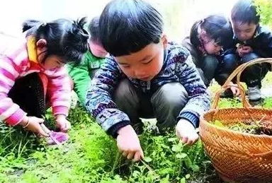 原创春来第一鲜这份挖野菜攻略让你邂逅舌尖上的春天