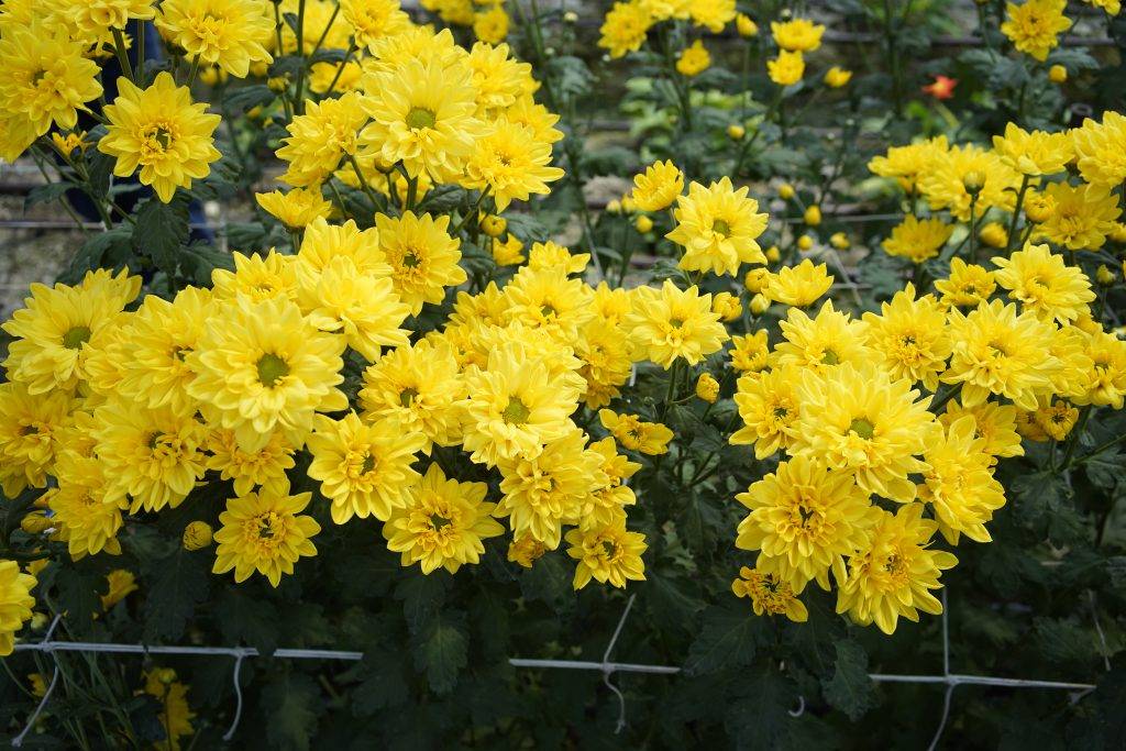 "菊韵生态:吕文扬的菊花探索之旅"