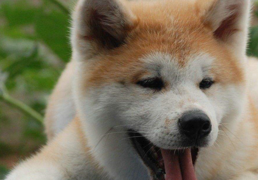 柴犬_狗狗_秋田犬