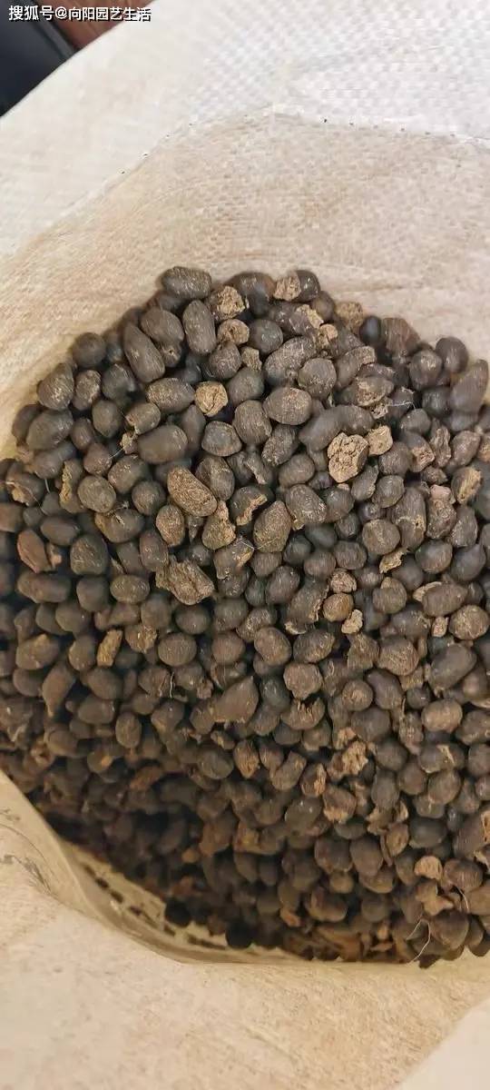 不起眼的羊粪蛋养花最好用拌在土里养花顶呱呱