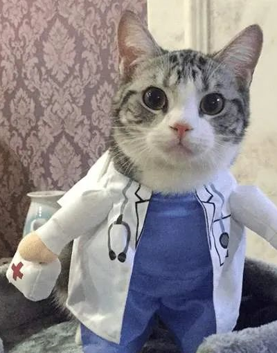 原创虽然贵但带猫咪定期去体检真的很重要