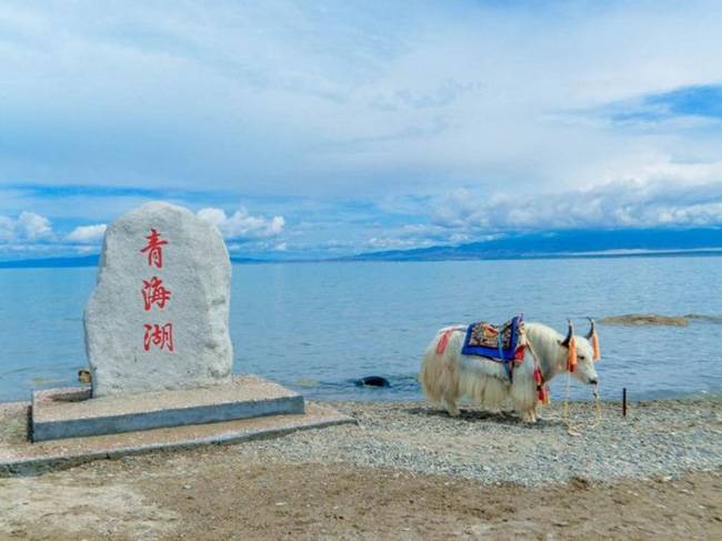 青海湖151景区图片