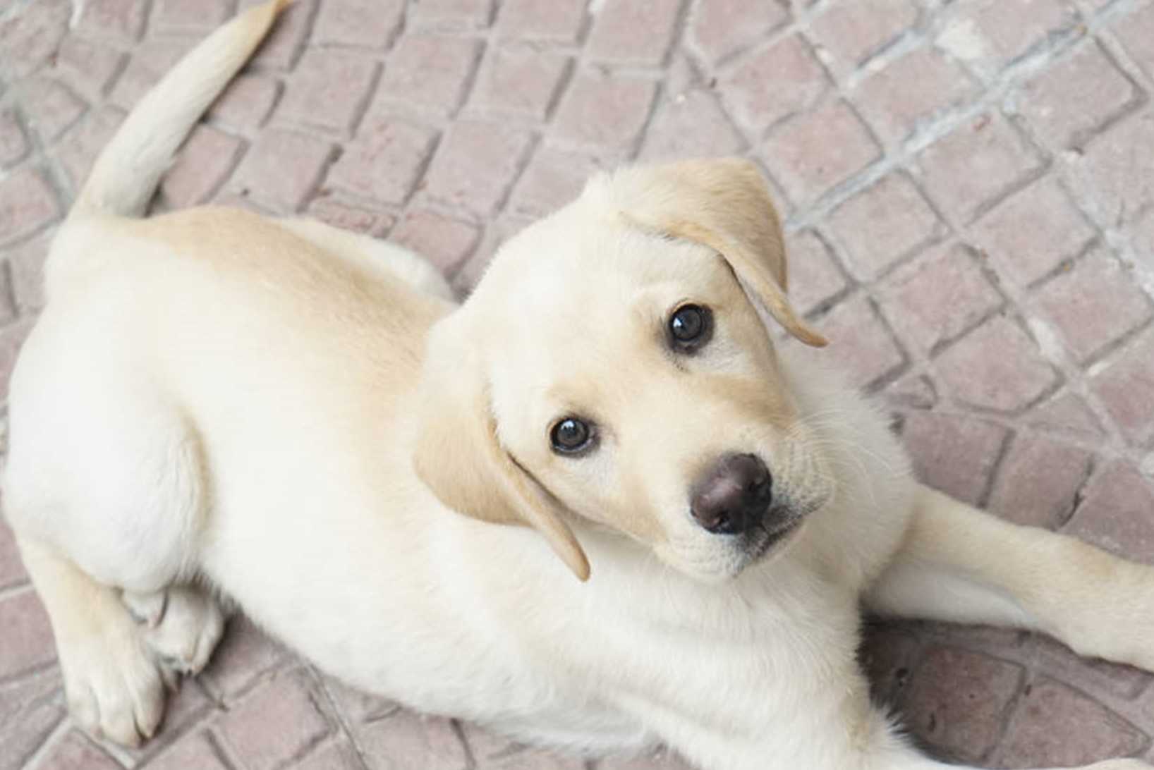 一般体重为20kg-52kg,平均寿命为8-12年.拉布拉多犬