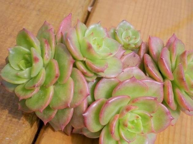 油光发亮的景天科多肉植物蜡牡丹