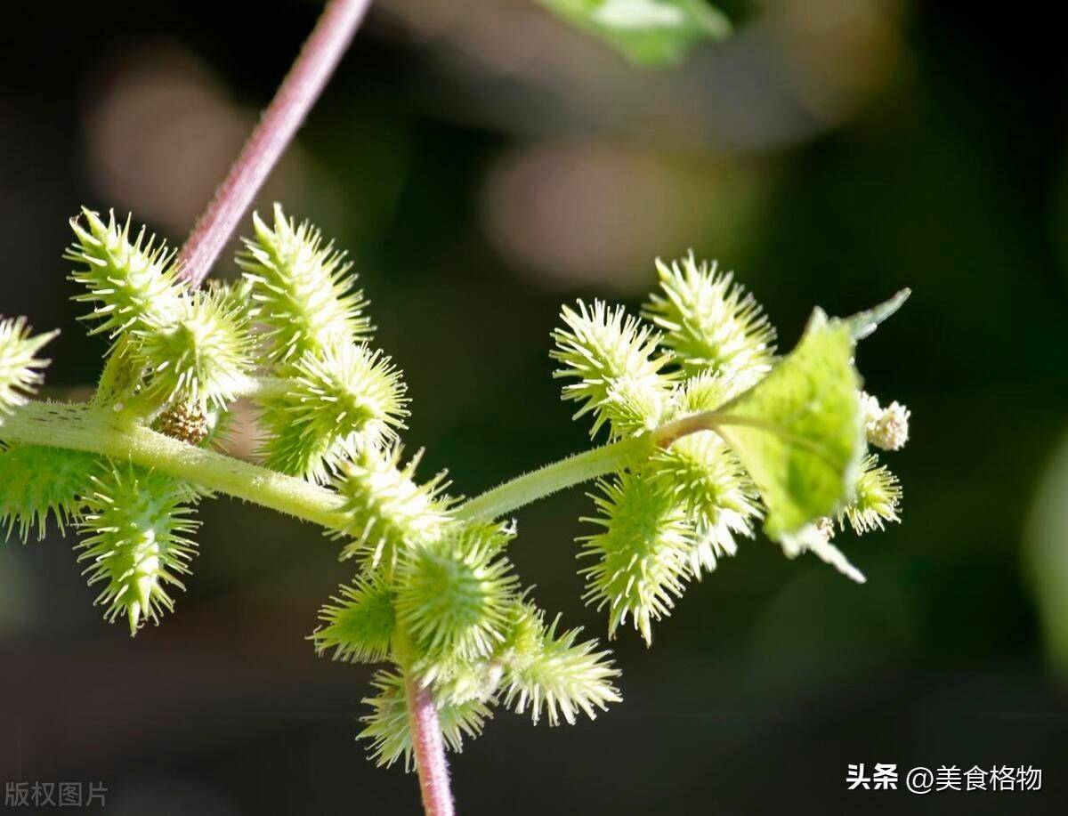 苍耳资料图片