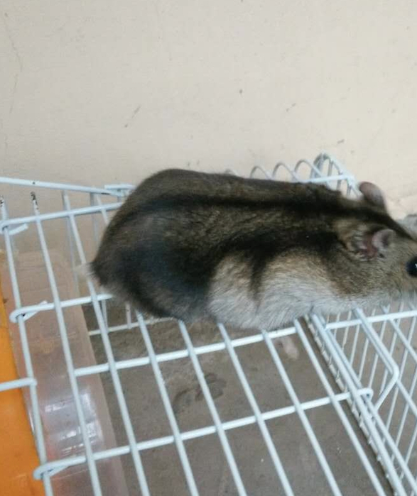 三线好吗?_仓鼠_方面_个人