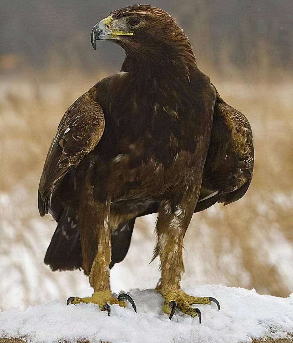 原创黑龙江出现神秘大雕众目睽睽对人发动刺杀专家对其进行解密