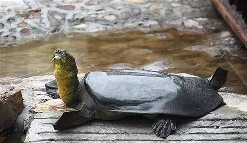 斑鳖就是吃了外貌的亏,在2002年以前,它们一直被误认为是中华鳖或者鼋