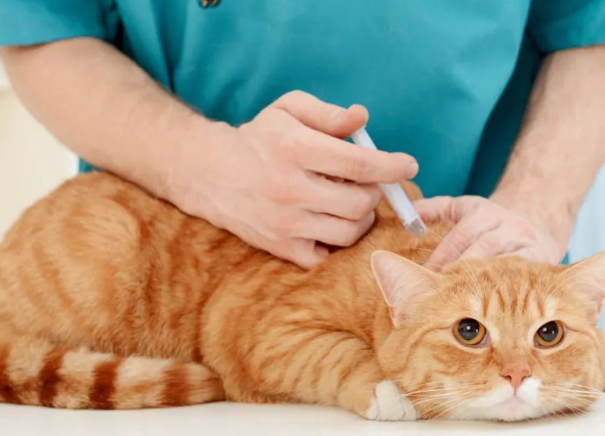 铲屎官的必修课——猫咪需要打疫苗吗