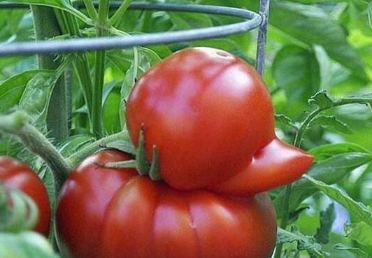 这些奇葩的蔬菜,萝卜真不正经,最后一个好吓人,谁去收了它!