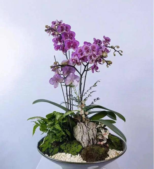 graphpadprism最新版下载医学绘图软件集生物统计曲线拟合科研绘图