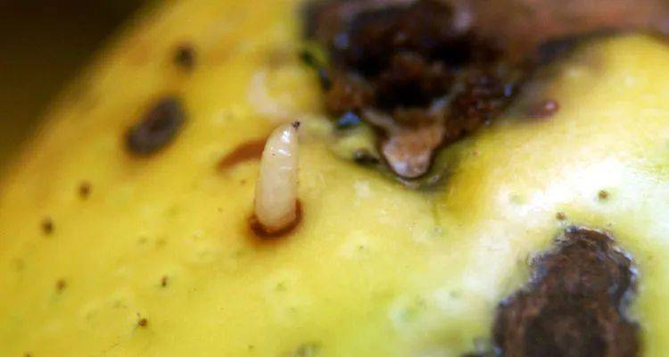 水果里的蛆掉出来变成我袖子里的蜜蜂