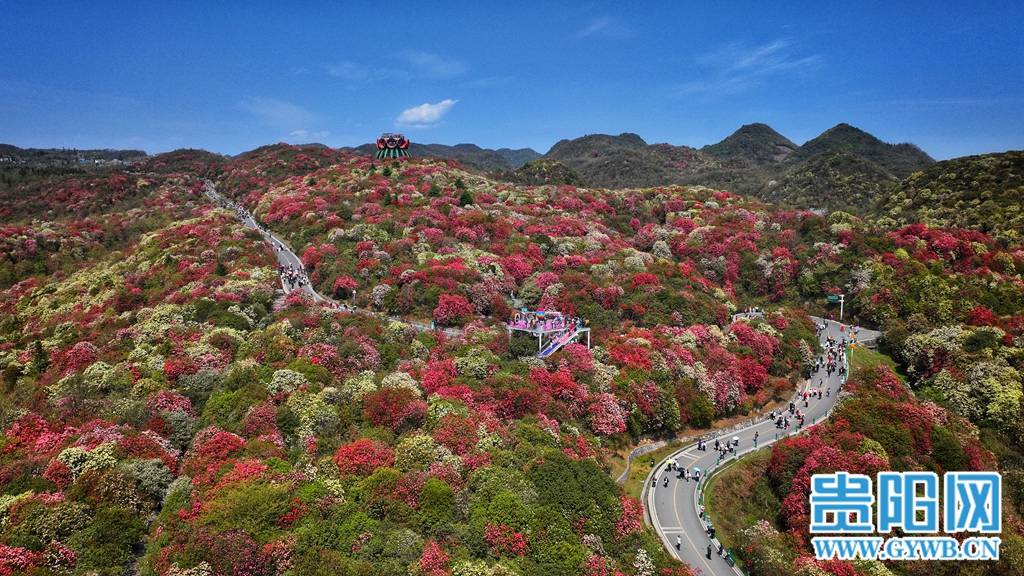 来贵州上春山百里杜鹃花海渐入盛开期