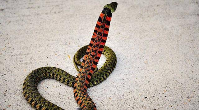 原创美军丛林中惹怒蛇王遭蛇群报复全副武装的整编连仅剩12人生还