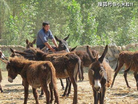一头能赚4000块每年需求超过6万头为何农村不待见驴