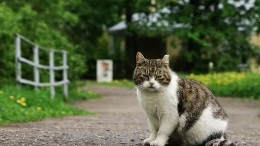 2,洗澡时的反应lorde里兜幼猫猫粮值得疯狂打call啊!