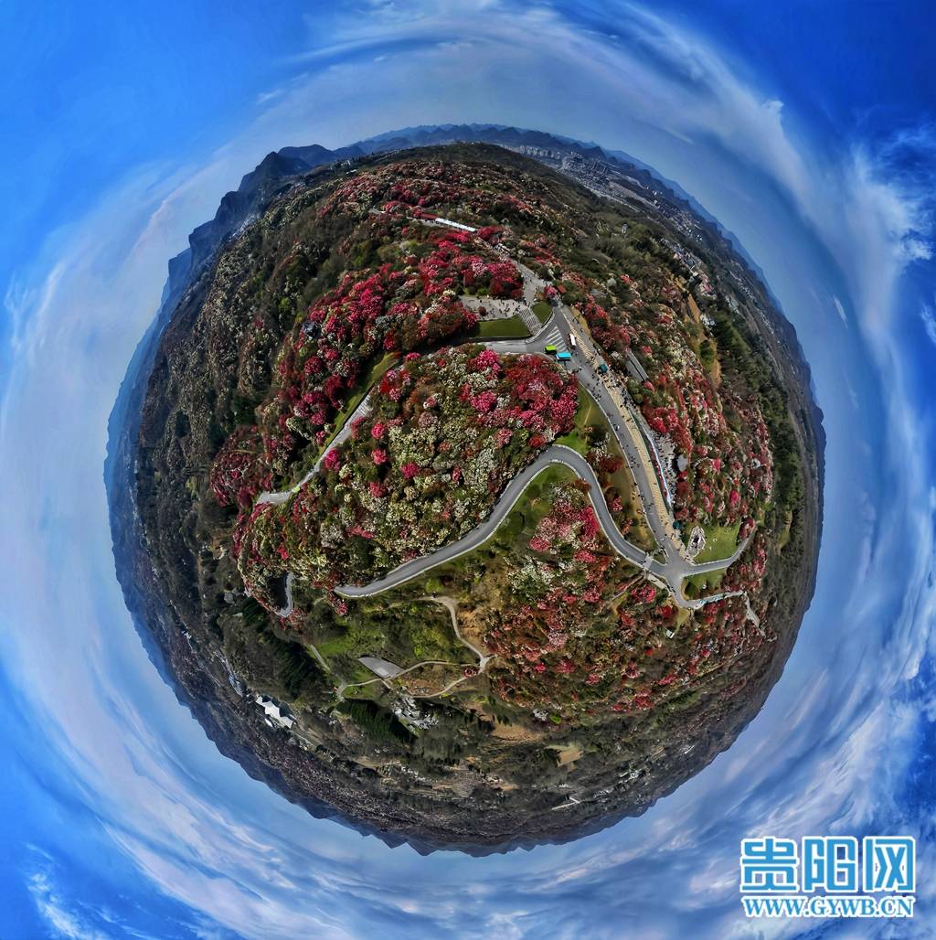 来贵州上春山百里杜鹃花海渐入盛开期