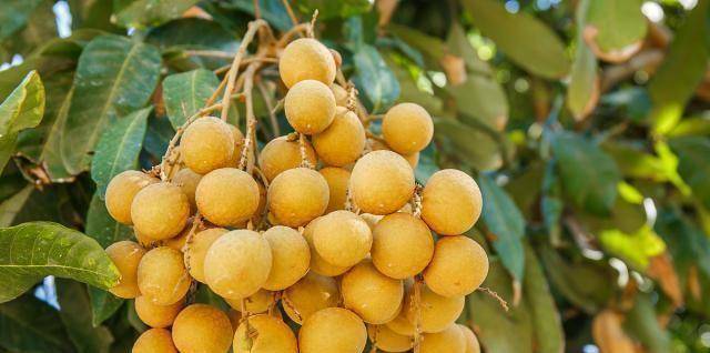 原创8月,爱吃龙眼的要当心,我也是刚刚才知道,看后记得告诉家里人_水