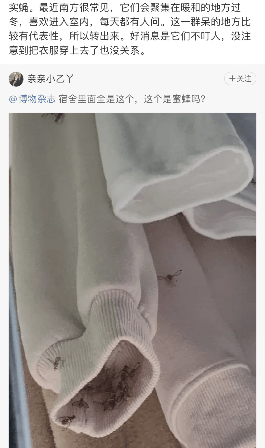 在家里出现真没问题吗?实蝇真的和蜜蜂不一样看名字就能猜出,实