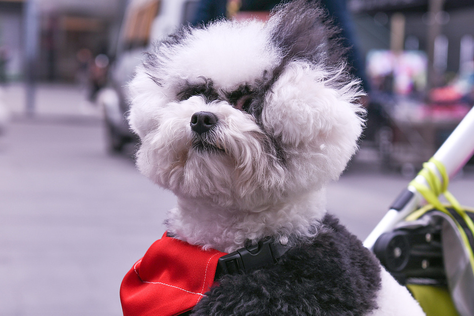 呆萌比熊之你不知道的小知识_狗狗_毛发_饮食