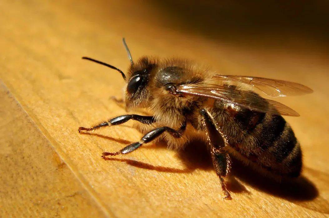 水果里的蛆掉出来,变成我袖子里的"蜜蜂"?_柑橘类_果实_幼虫