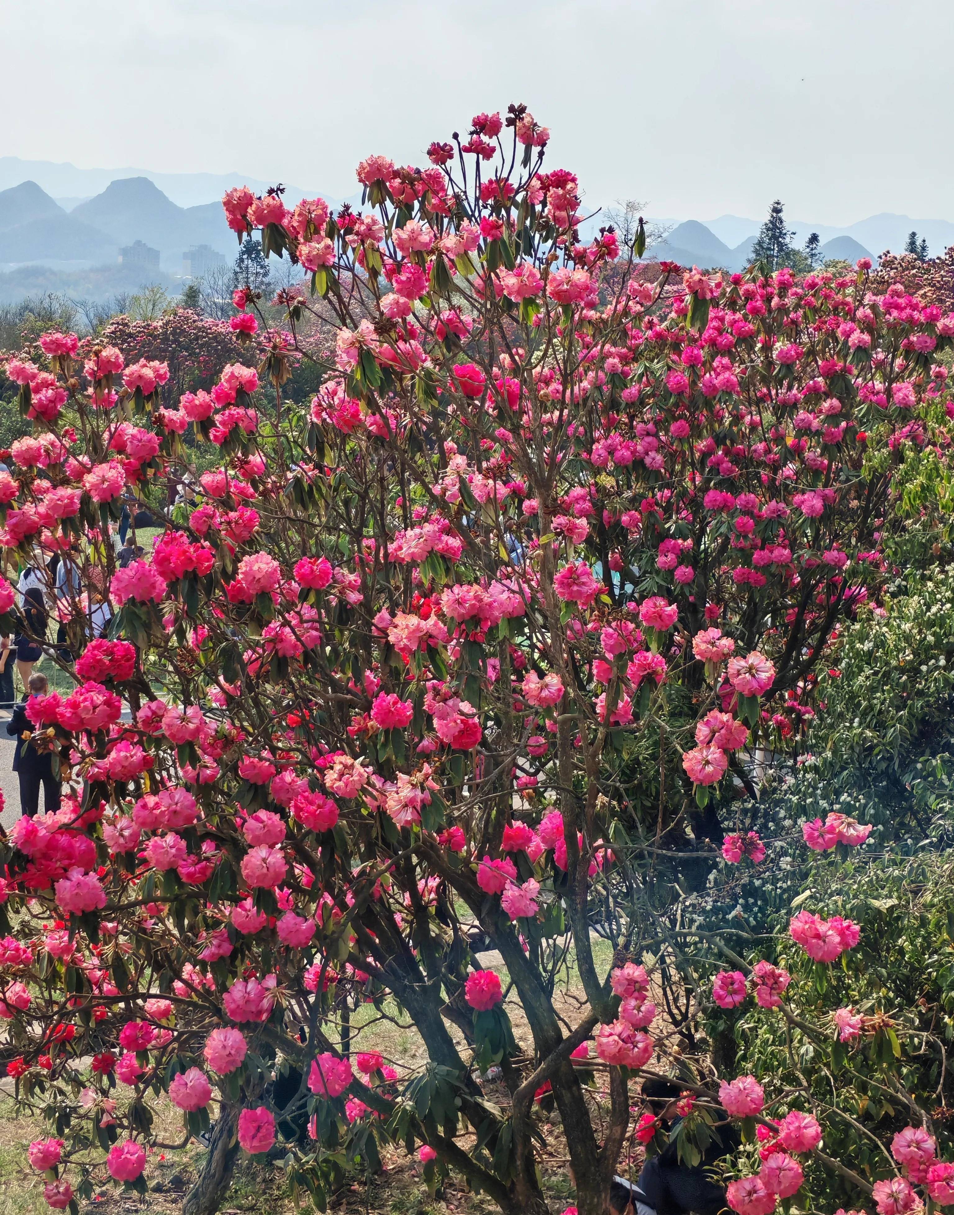 百里杜鹃花王图片图片