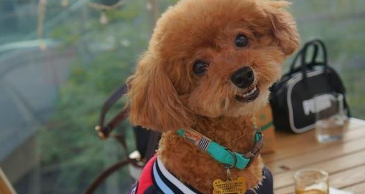 原创泰迪不可不知的5种疾病赶紧记下解决办法