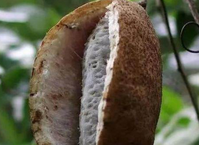 3.八月瓜营养丰富,乳白果实,清甜多汁,口感比蜜还要甜.