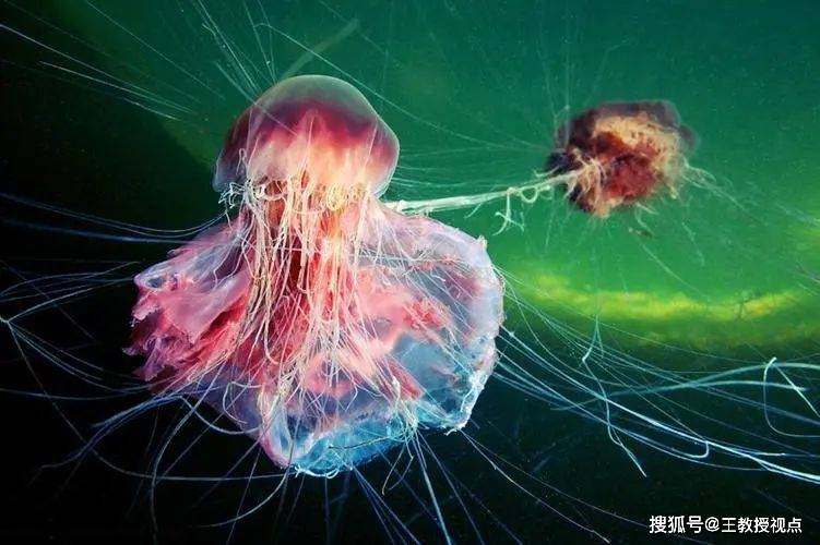 深海生物探秘:科学揭示神秘海底世界
