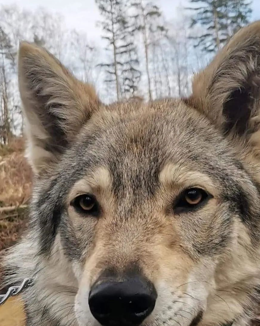 原创自从养了狼犬我每天都要跟路人解释这真的不是狼