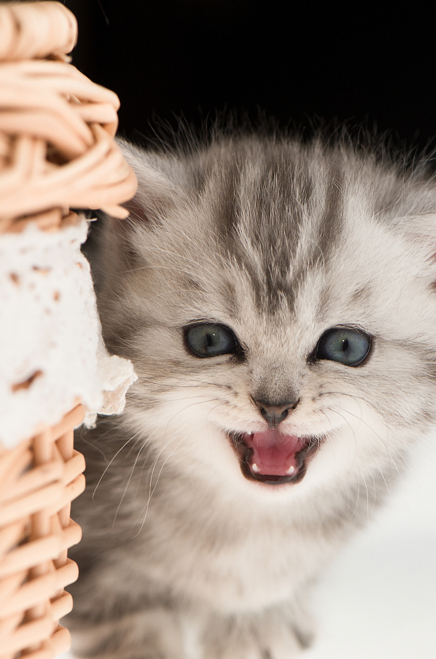 我养过的猫咪可可爱爱