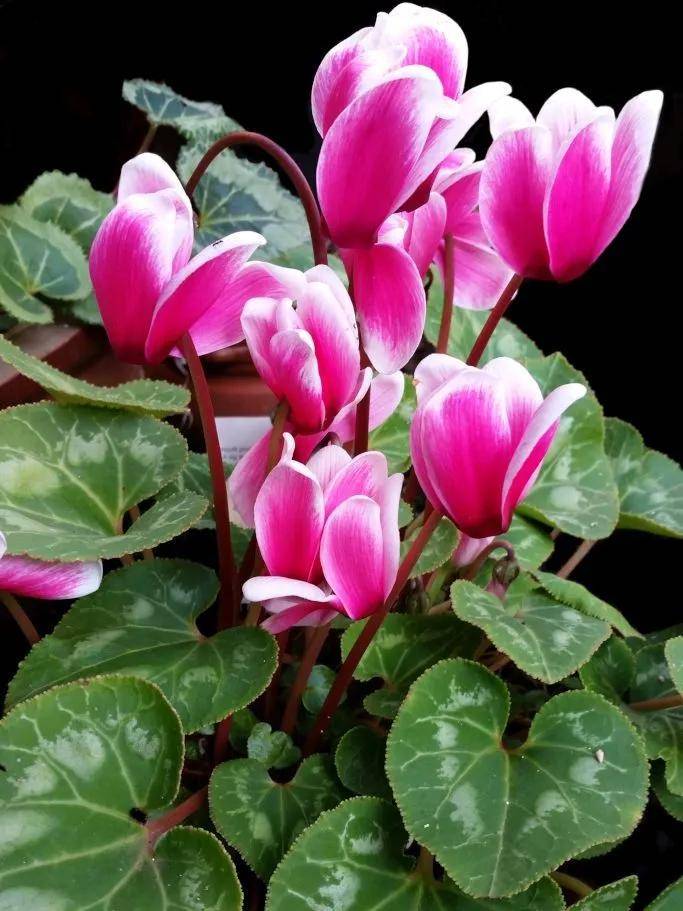 spring左仙客来图源nature-and-garden右铃兰图源:summitpost.