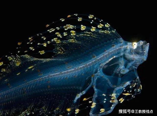 深海生物探秘:科学揭示神秘海底世界