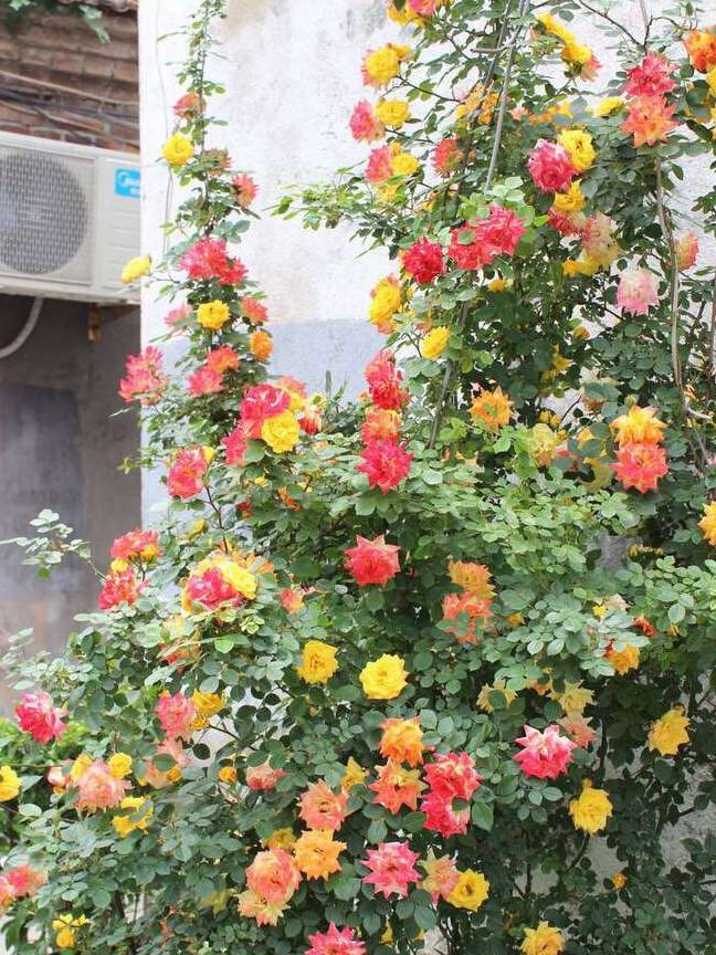 月季花是世界上栽培最多的观赏植物,园艺品种众多,爬藤的,直立的,盆栽