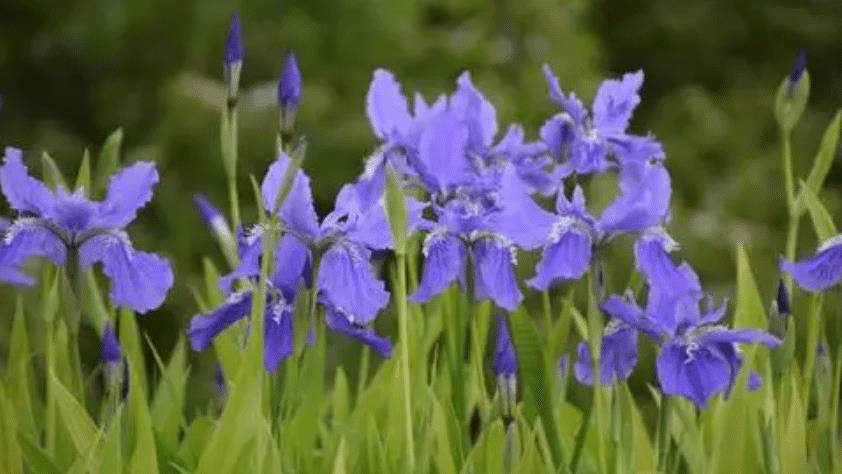 我们把它挖回家种成盆栽,姐姐说那是鸢尾_种植_开花_养护