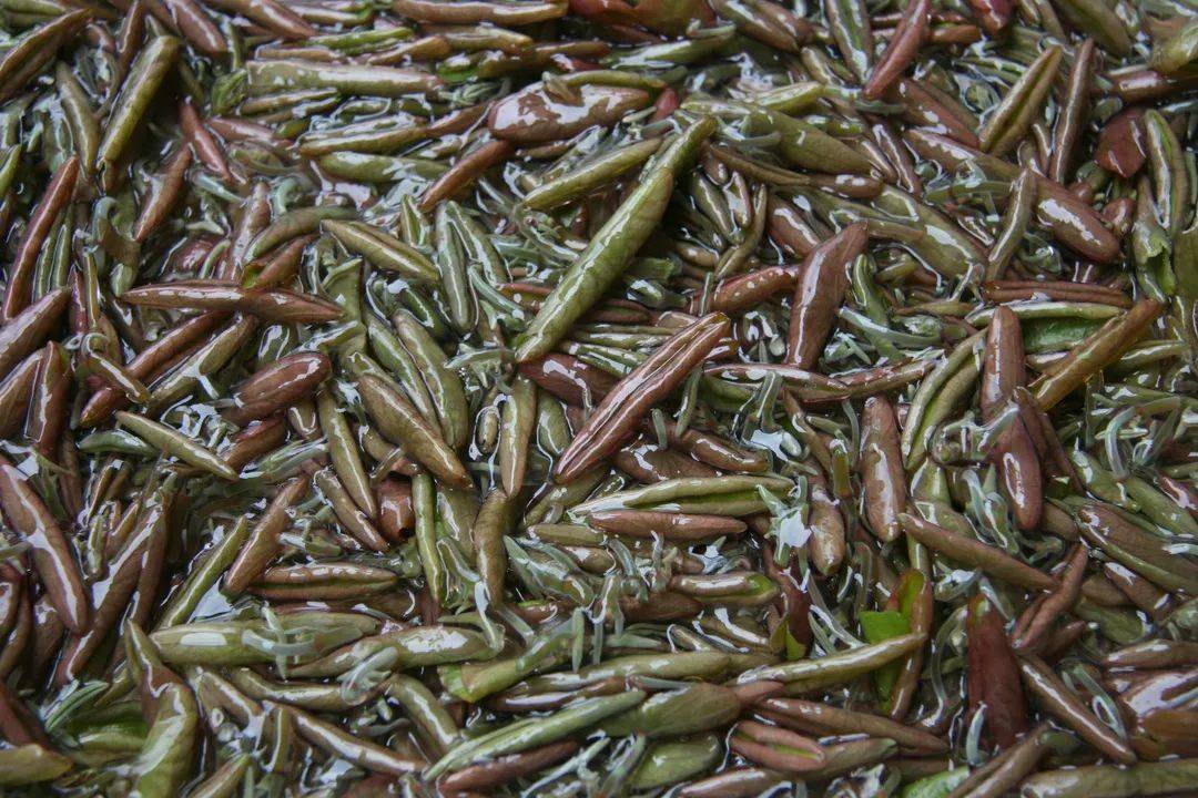 最能代表江南时令菜的水中碧螺春太湖莼菜上市啦